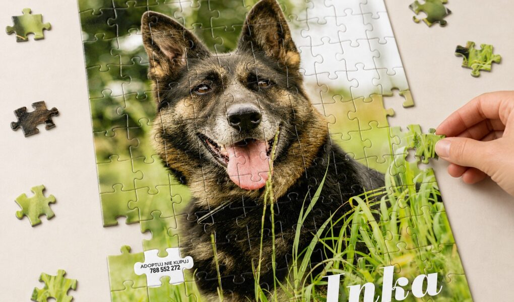 Pięć psów, trzy salony i jeden brakujący puzzel. W Poznaniu rusza akcja adopcyjna dla Schroniska w Skałowie